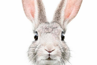 What does Cocopulpolo, La Pulperie's rabbit reporter, look like?