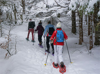 Four people, seen from the back, snowshoeing on a forest trail covered in heavy snow.