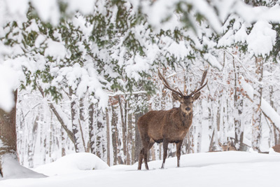 Head over to the wild side this winter at Parc Oméga!