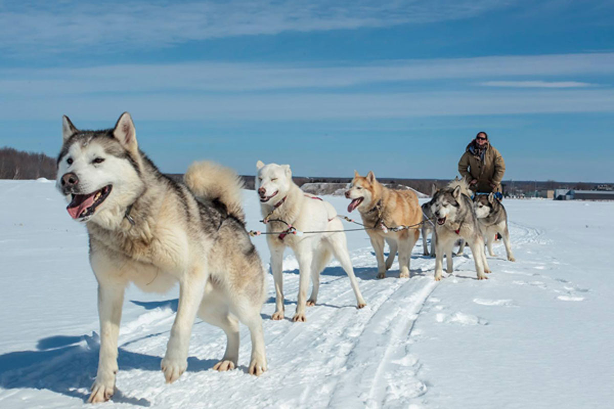 Where to go for an amazing dogsledding experience