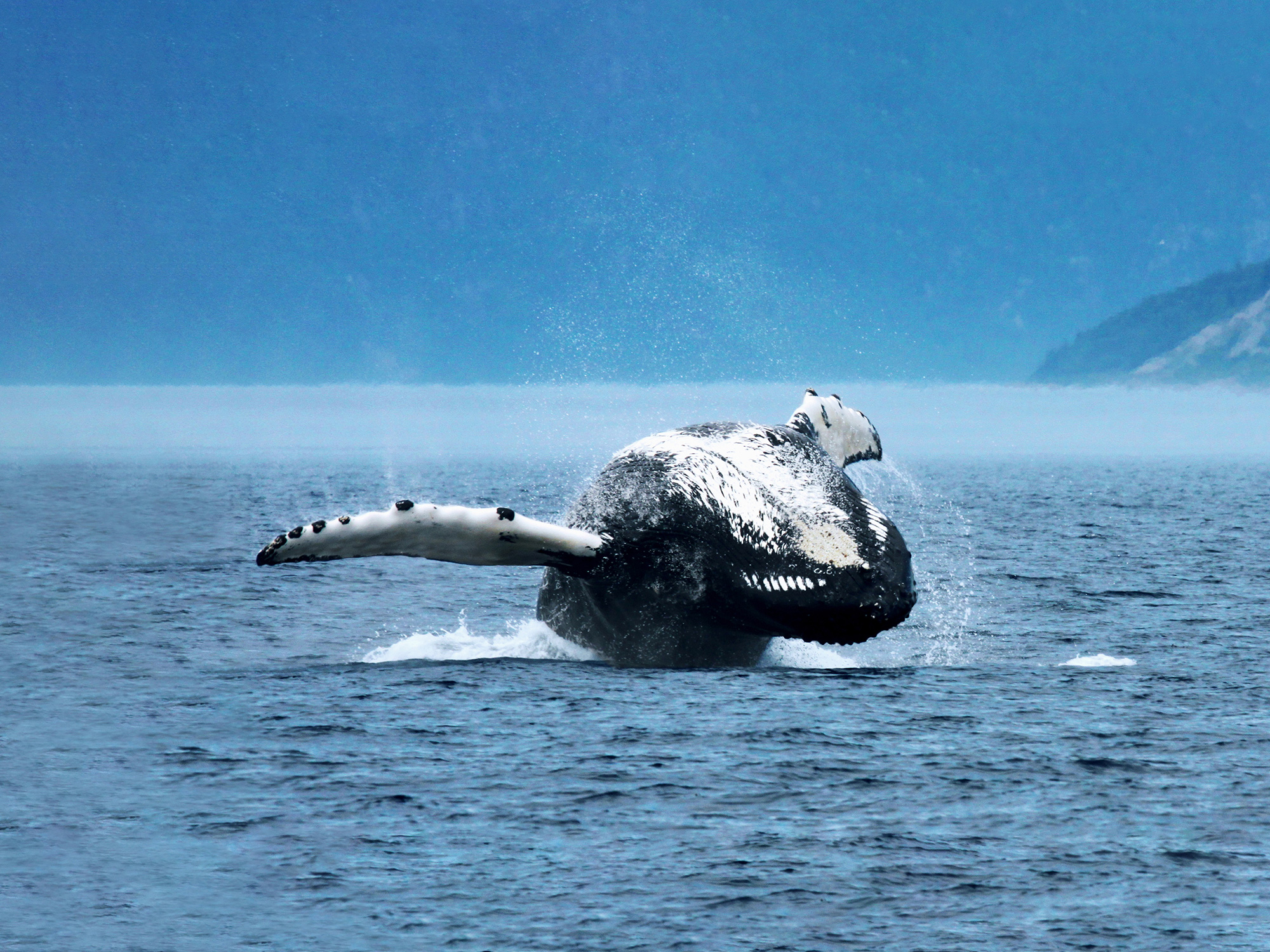 Whale breaching the water’s surface