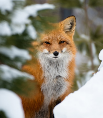 Red fox at the Ecomuseum Zoo