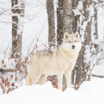 What’s new this winter at Parc Omega
