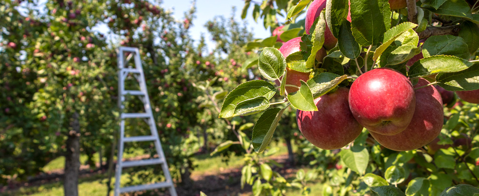 18 orchards to visit for apple picking in Quebec