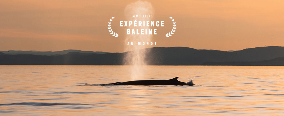 Enjoy the world’s best whale experience!