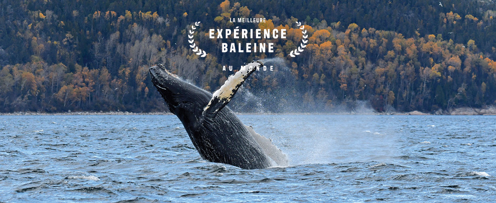 Make it an incredible fall season: go whale watching!