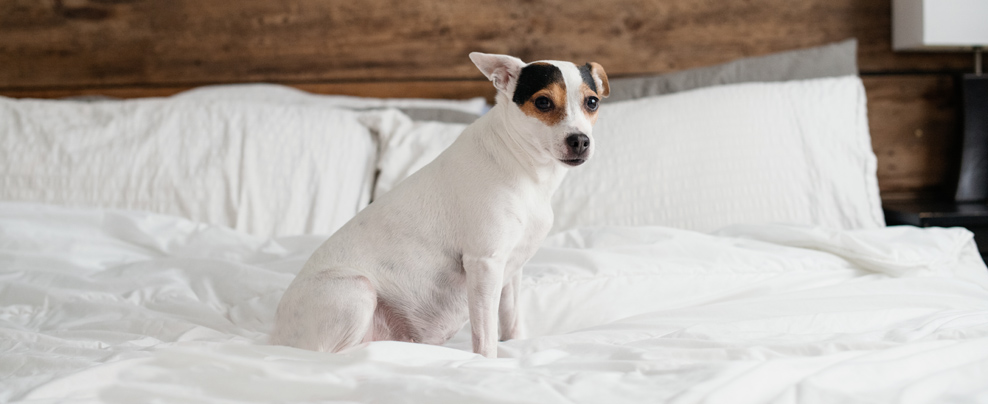 12 pet-friendly accommodations to choose from in Quebec
