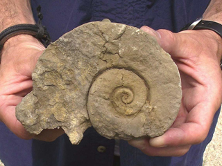 Fossilarium - Abitibi-Témiscamingue