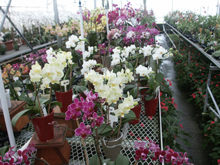 Paradis des Orchidées
