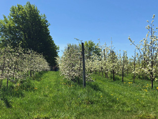 Vergers Frear Orchard