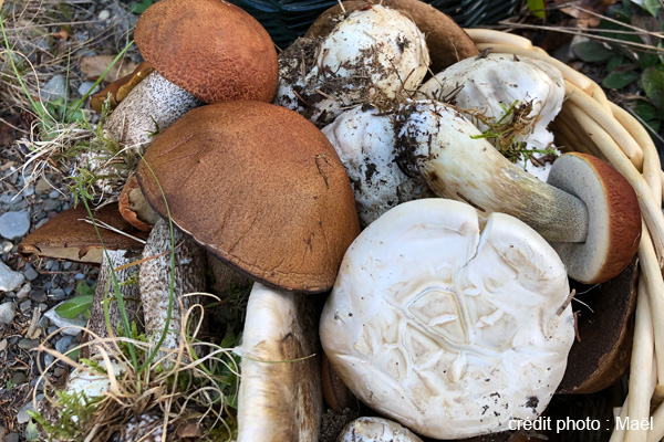 Learn about wild mushrooms in Bas-Saint-Laurent