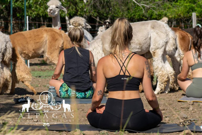 Zen yoga with alpacas