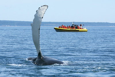 2.5-hour whale watching cruise in a Zodiac Passport