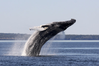 Whale watching cruise with access to the private gangway Passport