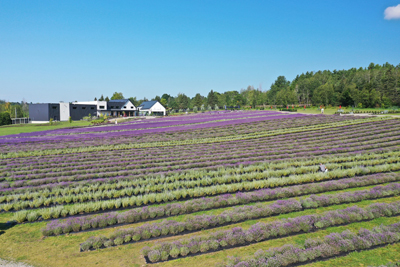 Visit of the lavender fields 