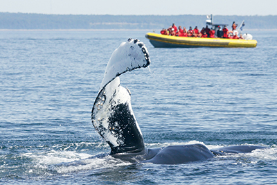Zodiac Whale Watching 2-hour Adventure Tour in Tadoussac