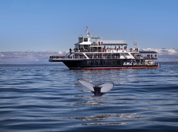 Whale-watching cruise