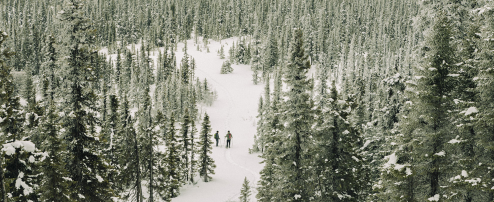 Wide shot of skiers on a trail surrounded by forest