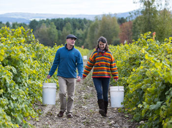 Take part in the harvest on the Brome-Missisquoi Wine Route, Photo: Jean-François Bergeron