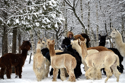 Get to know the alpacas of Domaine Poissant!