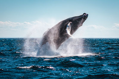 Did you know that the best place in the world to go whale-watching is in Quebec?