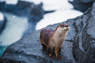 The Long-awaited Return of the Otters at the Ecomuseum Zoo