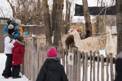Discover the animals at the Granby Zoo in an enchanting winter setting