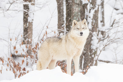 What’s new this winter at Parc Omega