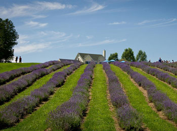 The fields at Bleu Lavande are an enchanting setting for a romantic stroll