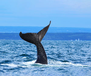 whales in Charlevoix