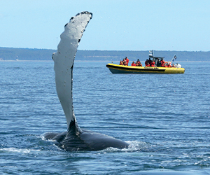 whale-watching cruise