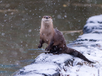 River otter at the Ecomuseum Zoo