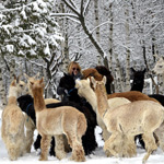 Get to know the alpacas of Domaine Poissant!
