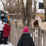 Discover the animals at the Granby Zoo in an enchanting winter setting