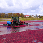 Spend a vitamin-packed day out at the Cranberry Interpretation Centre!