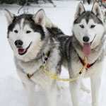 Where to go for an amazing dogsledding experience