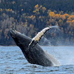 Meet the whales of the St. Lawrence this fall