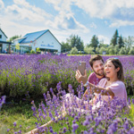 Visit Bleu Lavande, the largest lavender farm in Canada!